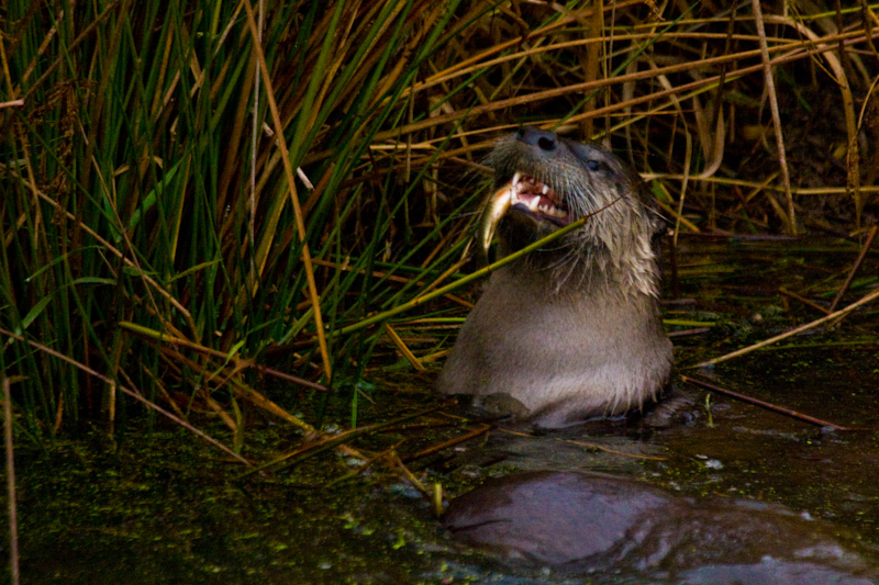River Otter Eating Fish
